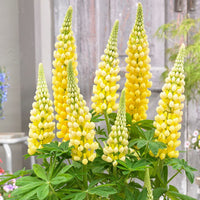 Yellow Lupine Flower seeds for Planting Hardy Variety Heirloom & GMO Free Seeds for Home Garden