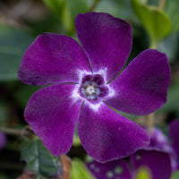 Purple Periwinkle Flower seeds for Planting Easy to Grow Heirloom & GMO Free Seeds for Home Garden 
 
 Sale