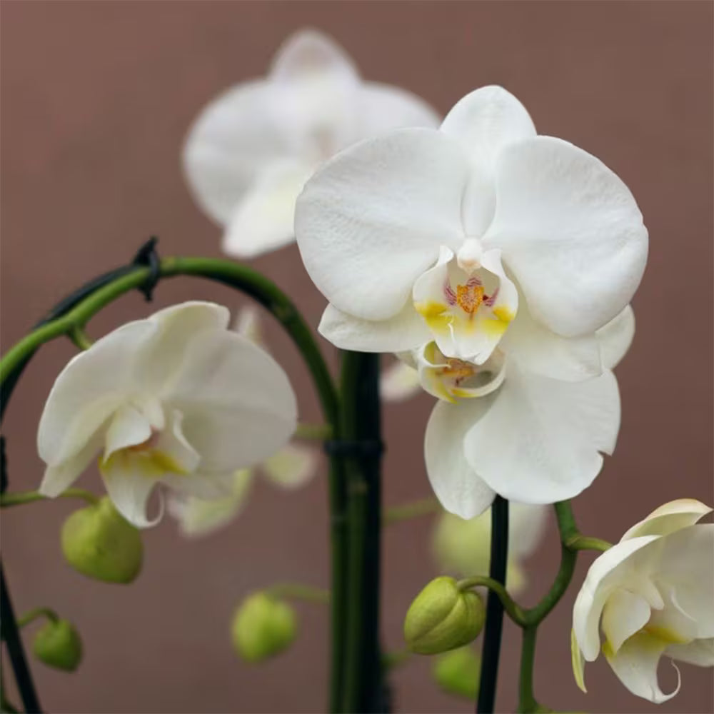White Purple Phalaenopsis Orchid Flower seeds for Planting - Bright Blooms, Heirloom & GMO Free Seeds for Home Garden