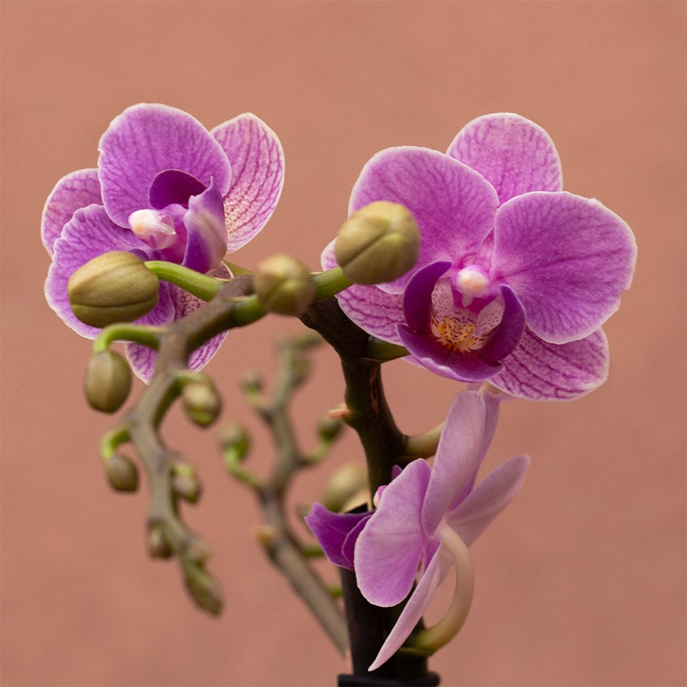 Purple Phalaenopsis Flower seeds for Planting Pollinator Friendly Heirloom & GMO Free Seeds for Home Garden 
 
 Sale