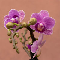 Purple Phalaenopsis Flower seeds for Planting Pollinator Friendly Heirloom & GMO Free Seeds for Home Garden 
 
 Sale