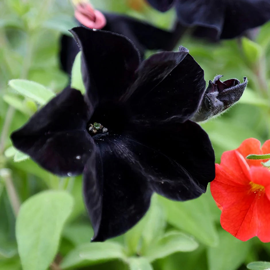 Black Velvet Flower seeds for Planting - Vibrant Colors, Heirloom & GMO Free Seeds for Home Garden