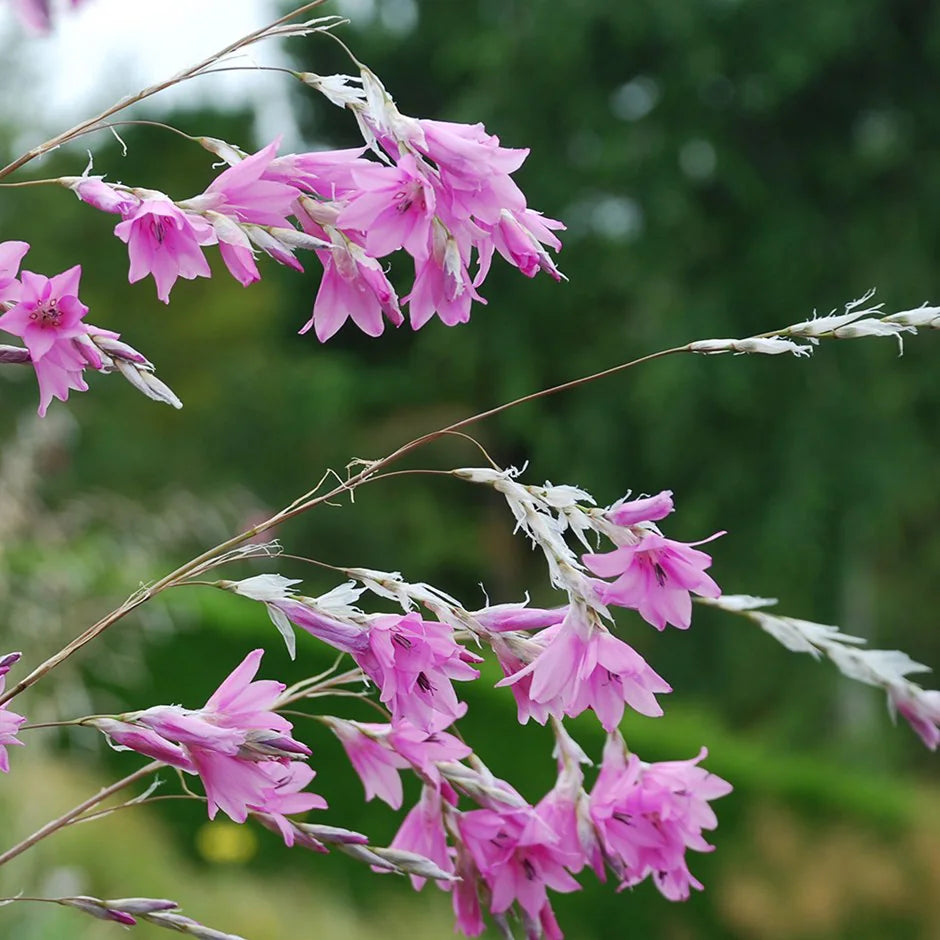 Lavender Dierama Flower seeds for Planting - Low Maintenance, Heirloom & GMO Free Seeds for Home Garden