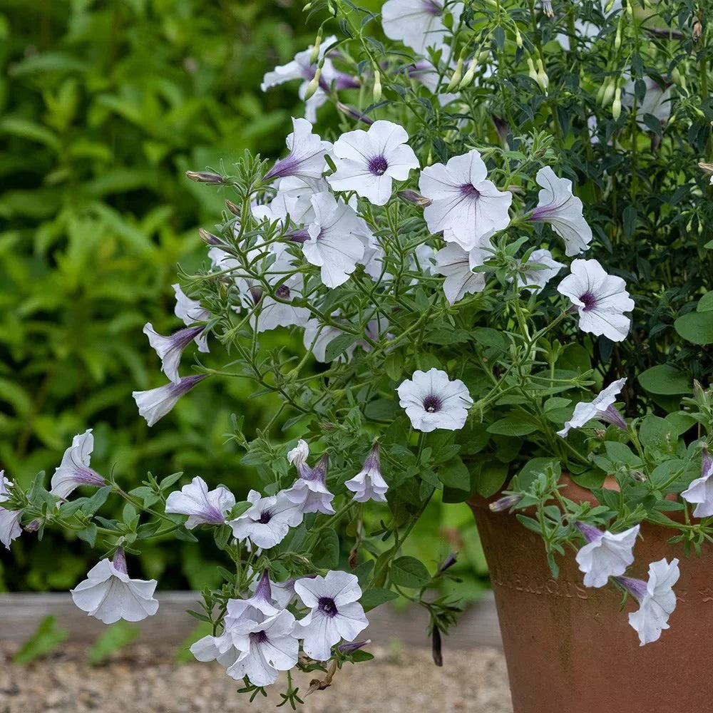Petunia Tidal Wave Silver Flower seeds for Planting - Seasonal Bloomer, Heirloom & GMO Free Seeds for Home Garden