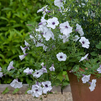 Petunia Tidal Wave Silver Flower seeds for Planting - Seasonal Bloomer, Heirloom & GMO Free Seeds for Home Garden