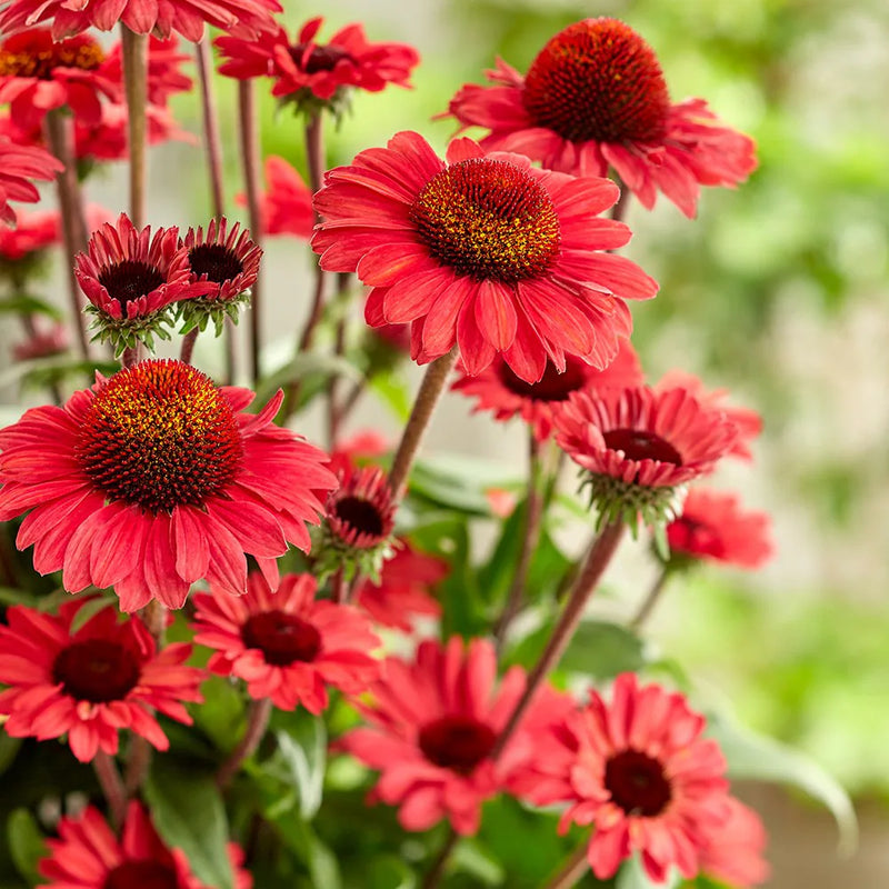 Echinacea ConeFlower seeds for Planting Shade Tolerant Heirloom & GMO Free Seeds for Home Garden