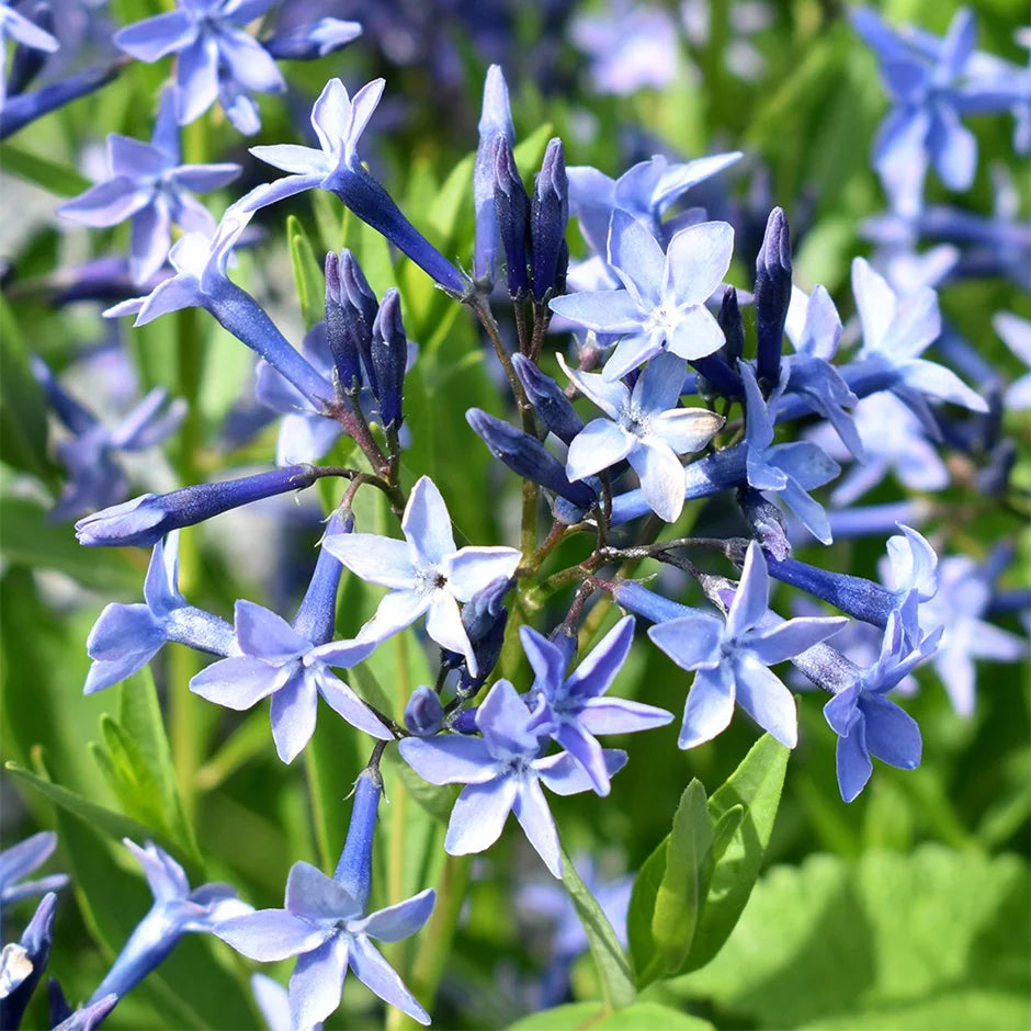 Amsonia Flower seeds for Planting Long Bloom Season Heirloom & GMO Free Seeds for Home Garden 
 
 Sale