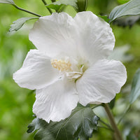 White Hibiscus Flower seeds for Planting, Compact Growth Heirloom & GMO Free Seeds for Home Garden