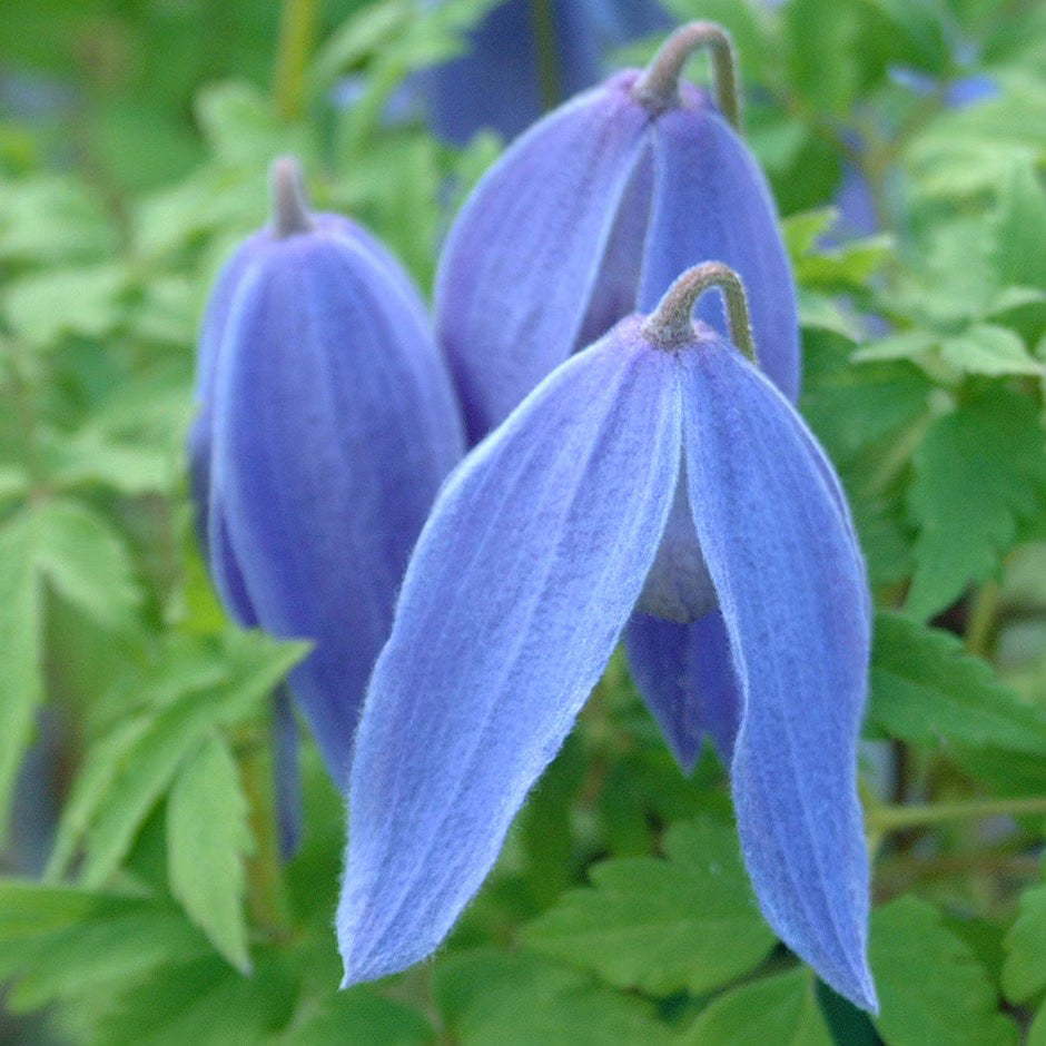 Blue White Clematis Flower Seeds Shade Tolerant Heirloom & GMO Free Seeds for Home Garden
 
 Sale