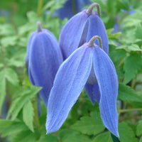 Blue White Clematis Flower Seeds Shade Tolerant Heirloom & GMO Free Seeds for Home Garden
 
 Sale