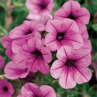 Purple Surfinia Planting Seeds - Perfect for Colorful Blooms