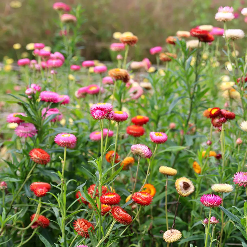 MultiColour Helichrysum Bracteatum Flower Seeds for Planting Cottage Garden Essential Heirloom & GMO Free Seeds for Home Garden
 
 Sale