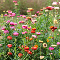 Mix Helianthemum Flower seeds for Planting - Cut Flower Favorite, Heirloom & GMO Free Seeds for Home Garden