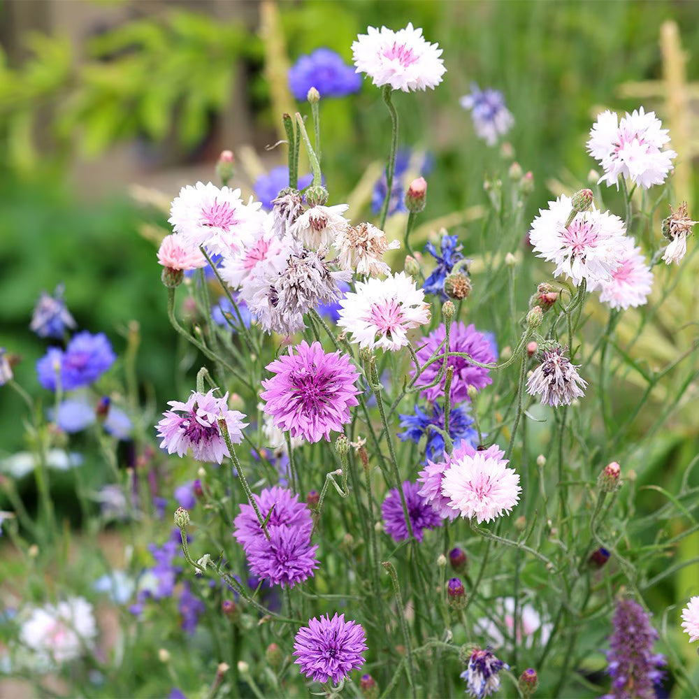 Purple Centaurea Cyanus Flower seeds for Planting - Easy to Grow, Heirloom & GMO Free Seeds for Home Garden