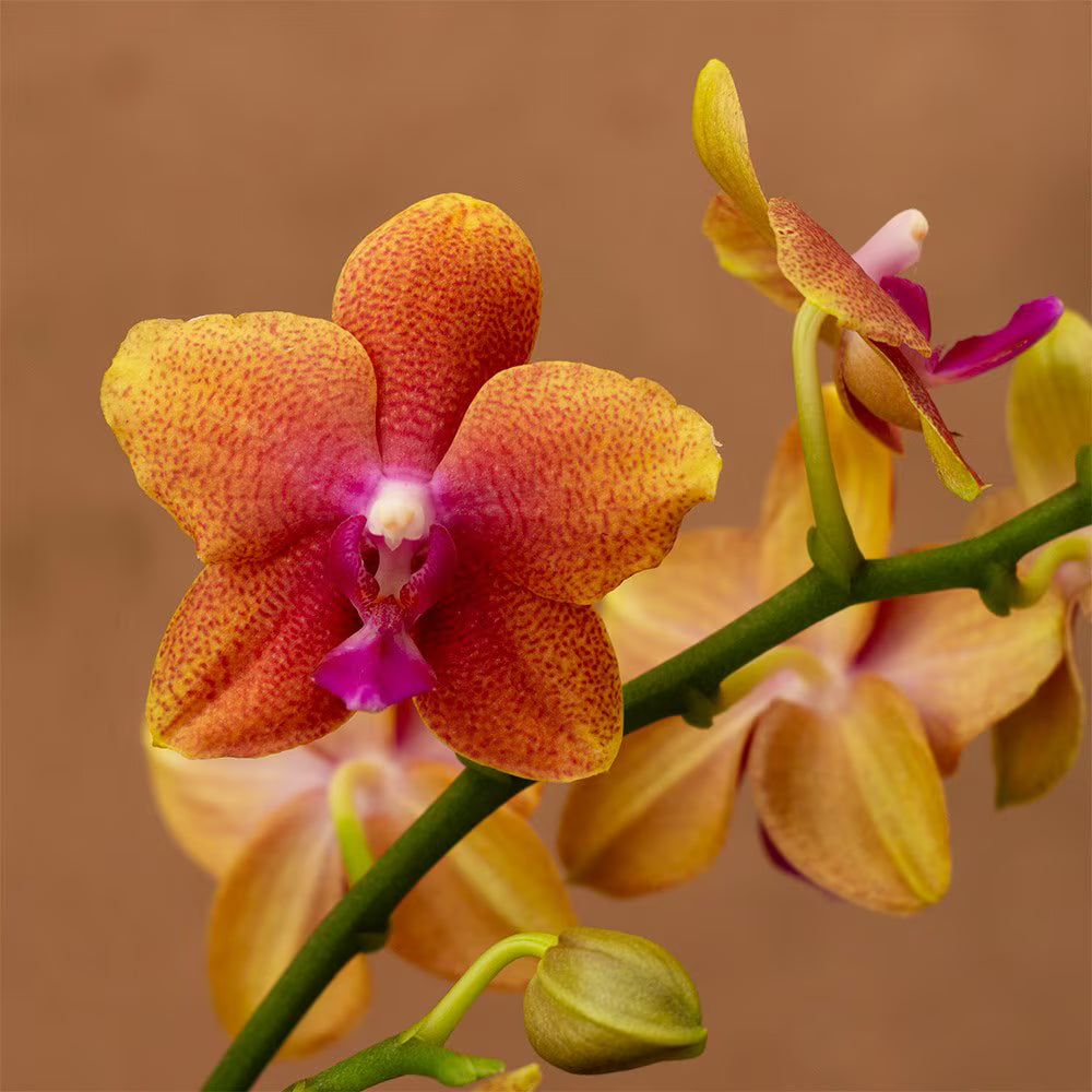Orange White Phalaenopsis Orchid Flower Seeds 50 pcs Flower seeds for Planting Hardy Variety Heirloom & GMO Free Seeds for Home Garden