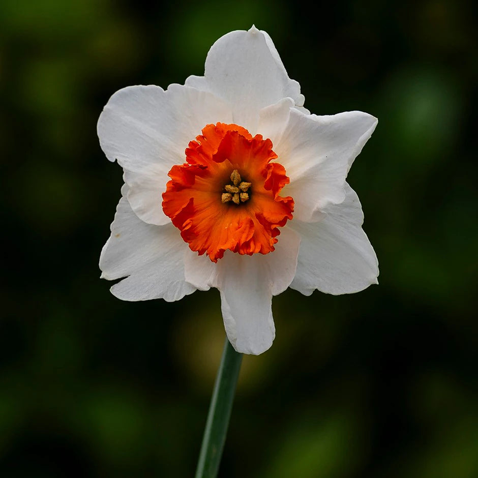 Daffodil Seeds for Planting: White and Red Blooms
