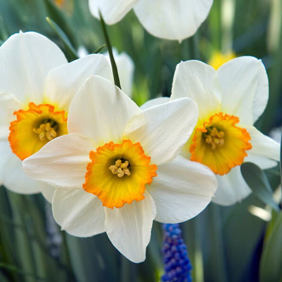 Narcissus Flower seeds for Planting Premium Quality Heirloom & GMO Free Seeds for Home Garden