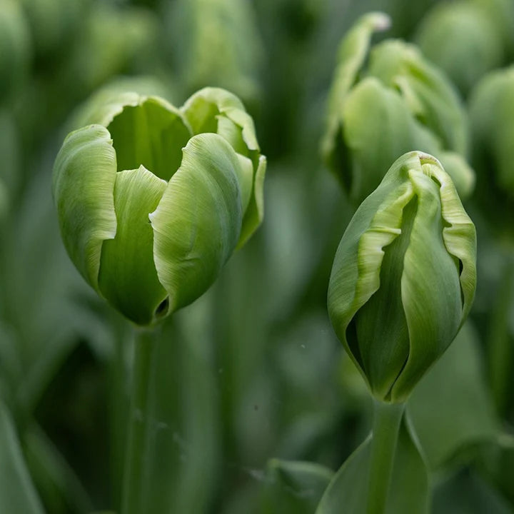 Green Tulip Flower Seeds – Cottage Garden Essential Heirloom & NonGMO Seeds for Planting Home Garden
 
 Sale