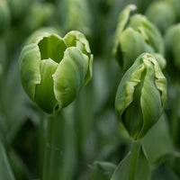 Green Tulip Flower Seeds – Cottage Garden Essential Heirloom & NonGMO Seeds for Planting Home Garden
 
 Sale