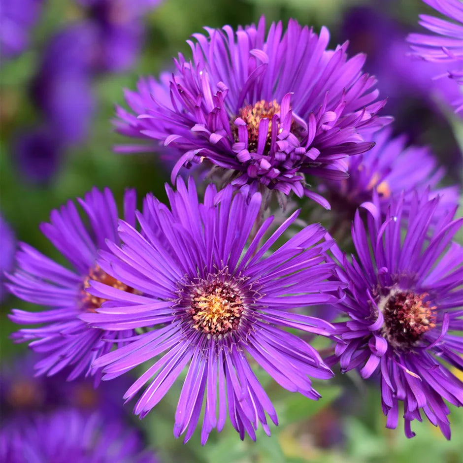 Lavender Aster Flower seeds for Planting - Garden Favorite, Heirloom & GMO Free Seeds for Home Garden