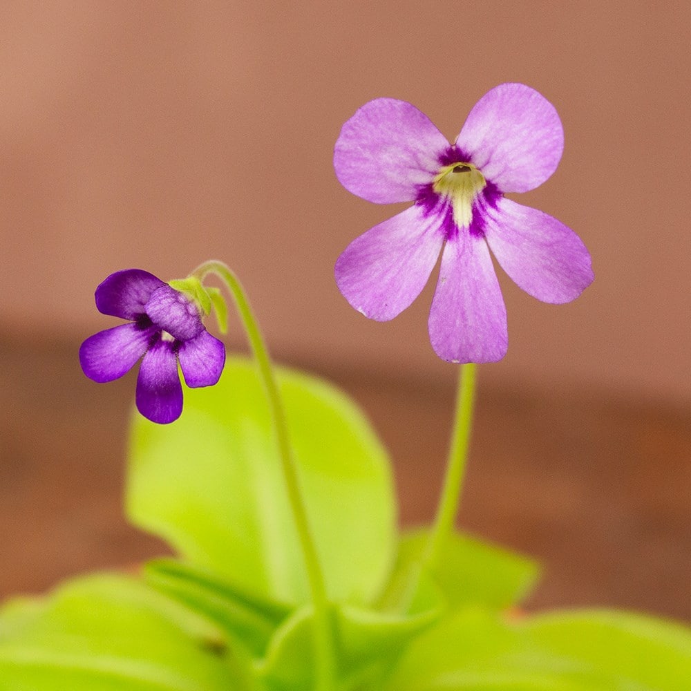 Butterwort Flower seeds for Planting - Easy to Grow, Heirloom & GMO Free Seeds for Home Garden