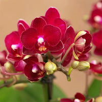 Red Phalaenopsis Orchid Flower Seeds for Planting – Heirloom NonGMO Organic Garden Seeds with High Germination
 
 Sale