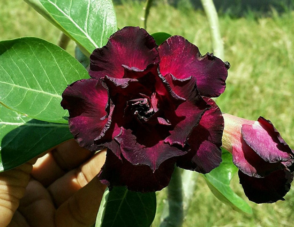 Maroon Adenium Flower seeds for Planting - Garden Favorite, Heirloom & GMO Free Seeds for Home Garden