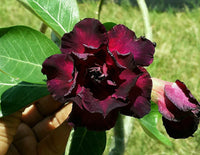 Maroon Adenium Flower seeds for Planting - Garden Favorite, Heirloom & GMO Free Seeds for Home Garden