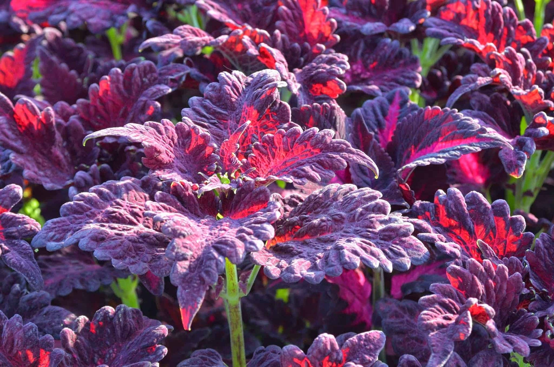 Red Dragon Coleus Flower seeds for Planting Premium Quality Heirloom & GMO Free Seeds for Home Garden