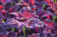 Red Dragon Coleus Flower seeds for Planting Premium Quality Heirloom & GMO Free Seeds for Home Garden