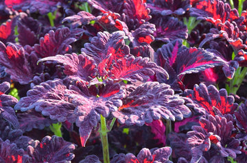 Red Dragon Coleus Flower seeds for Planting Premium Quality Heirloom & GMO Free Seeds for Home Garden