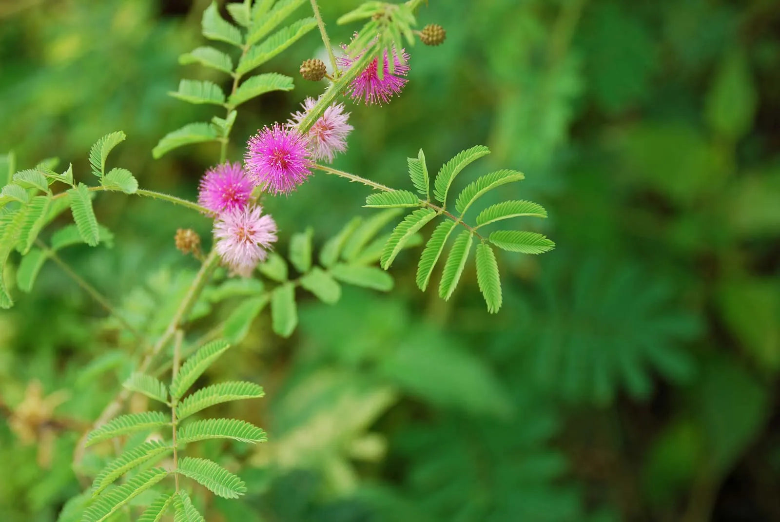 Mimosa Flower seeds for Planting Fragrant Blossoms Heirloom & GMO Free Seeds for Home Garden