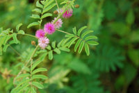 Mimosa Flower seeds for Planting Fragrant Blossoms Heirloom & GMO Free Seeds for Home Garden