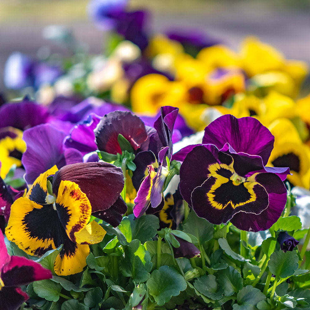 Pansies Flower seeds for Planting Easy to Grow Heirloom & GMO Free Seeds for Home Garden
