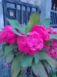 Purple Euphorbia Milii Flower seeds for Planting - Colorful Display, Heirloom & GMO Free Seeds for Home Garden