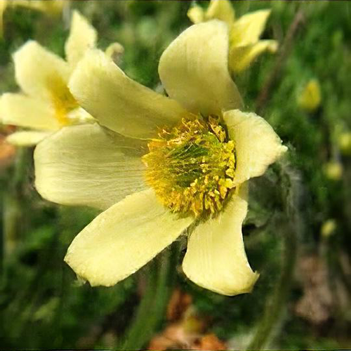 Yellow Anemone Pulsatilla Seeds Flower seeds for Planting Premium Quality Heirloom & GMO Free Seeds for Home Garden