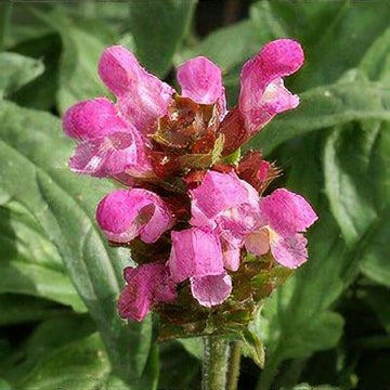 Grandiflora Rubra Flower seeds for Planting - Shade Tolerant, Heirloom & GMO Free Seeds for Home Garden