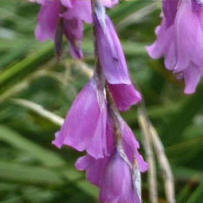 Purple Dierama Pendulum Flower seeds for Planting - Pollinator Friendly, Heirloom & GMO Free Seeds for Home Garden