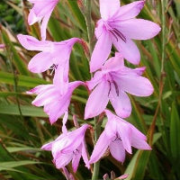 Watsonia Borbonica Flower seeds for Planting Wildflower Mix Heirloom & GMO Free Seeds for Home Garden