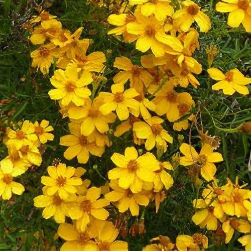 Yellow Tagetes Lemmonii Flowering Seeds for Easy Planting