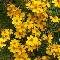 Yellow Tagetes Lemmonii Flowering Seeds for Easy Planting