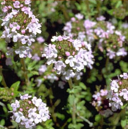 Thymus Fragrantissimu Flower seeds for Planting Cottage Garden Essential Heirloom & GMO Free Seeds for Home Garden
