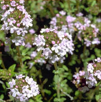 Thymus Fragrantissimu Flower seeds for Planting Cottage Garden Essential Heirloom & GMO Free Seeds for Home Garden