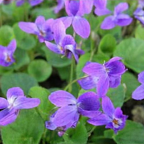 Viola Flower seeds for Planting Hardy Variety Heirloom & GMO Free Seeds for Home Garden
