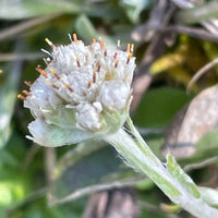Pussytoes Flower seeds for Planting, Low Maintenance Heirloom & GMO Free Seeds for Home Garden   Sale