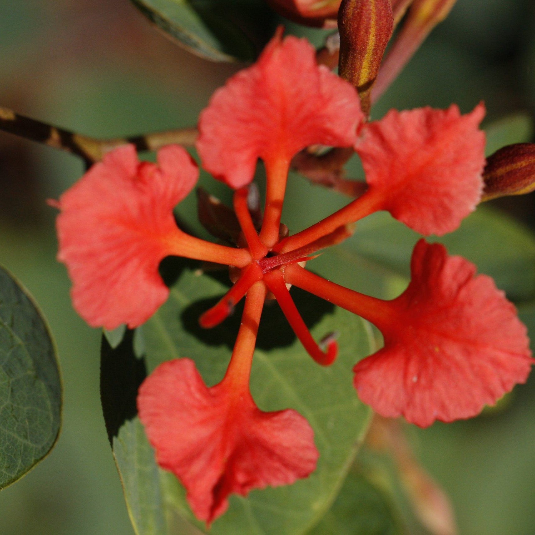 Bauhinia Galpinii Seeds for Planting for Flower Bed