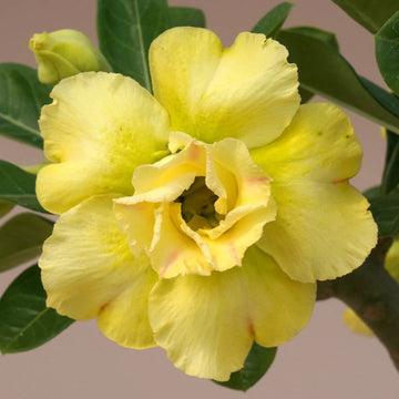 Planting light lemon adenium seeds in pots