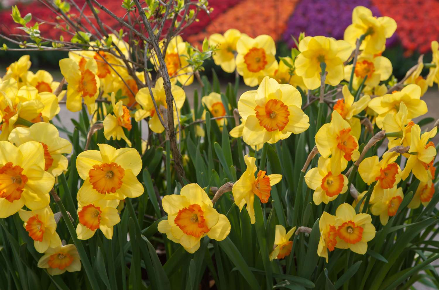 Yellow Red Double Narcissus Flower Seeds for Planting Fragrant Blossoms Heirloom & GMO Free Seeds for Home Garden
 
 Sale
