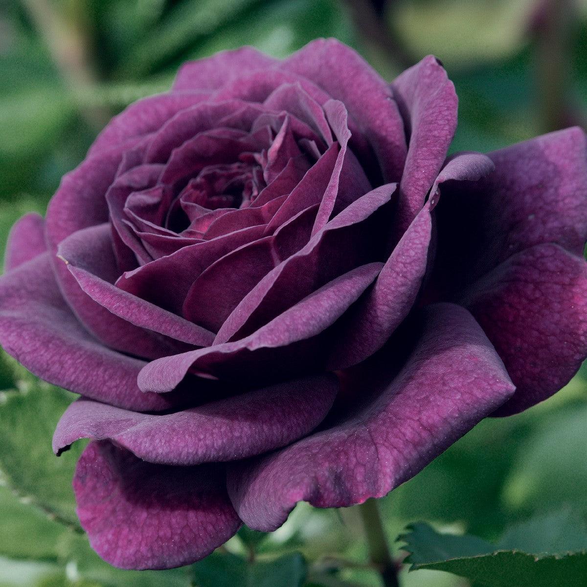 Dark Purple Roses in Garden Borders