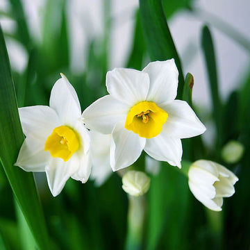 Planting white and yellow narcissus seeds in garden beds